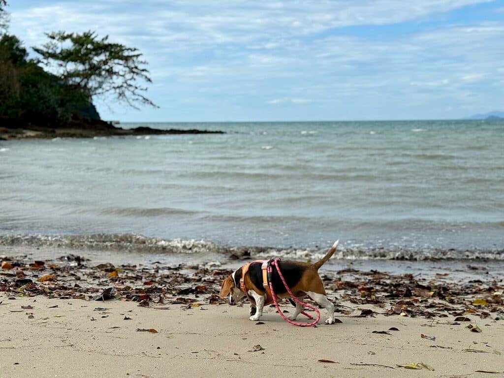 Beagle qui fouille le sable d'une plage, truffe au sol