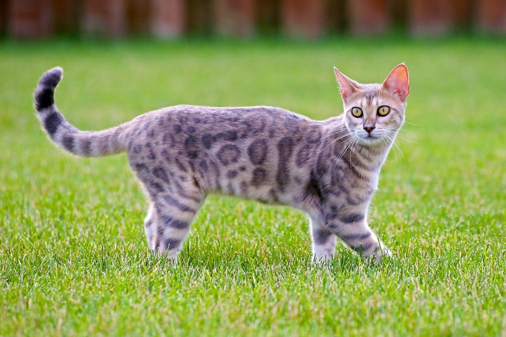 Bengal en plein jeu