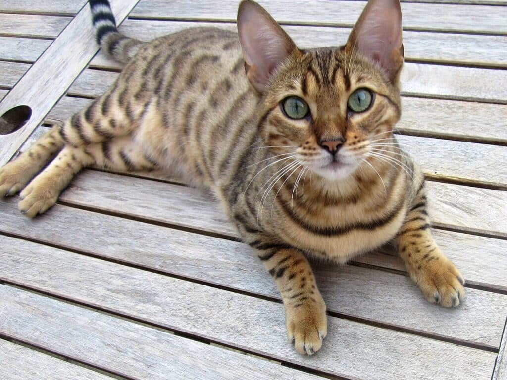 Un chat Bengal