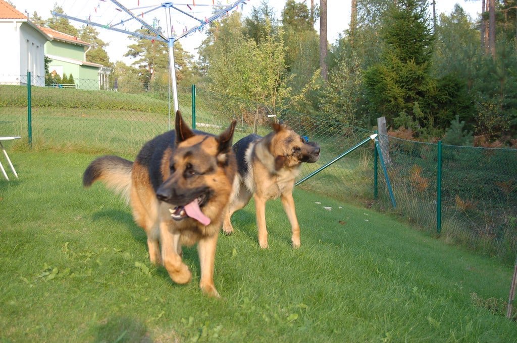 Un Berger allemand