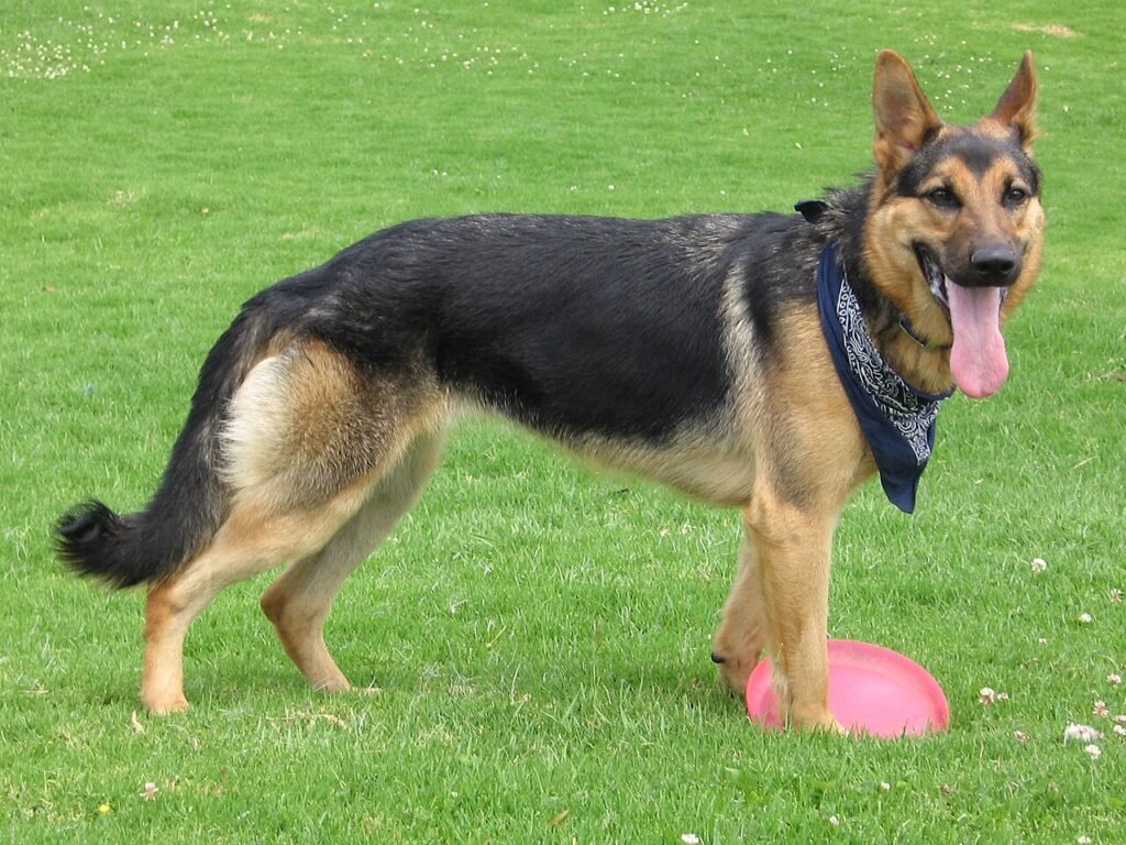 Un Berger allemand