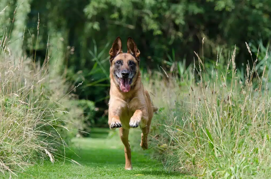 Un Malinois