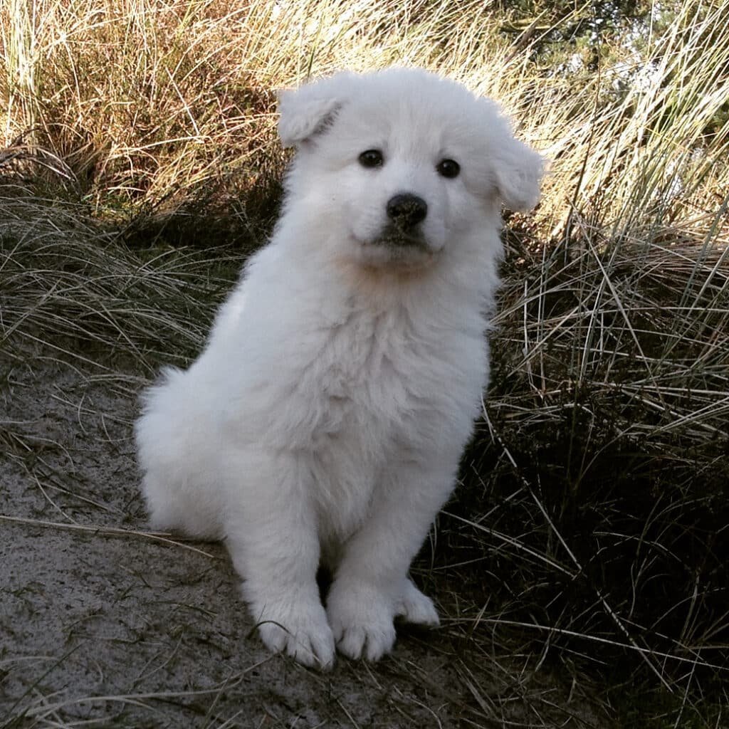 Chiot Berger Blanc Suisse assis dans les herbes