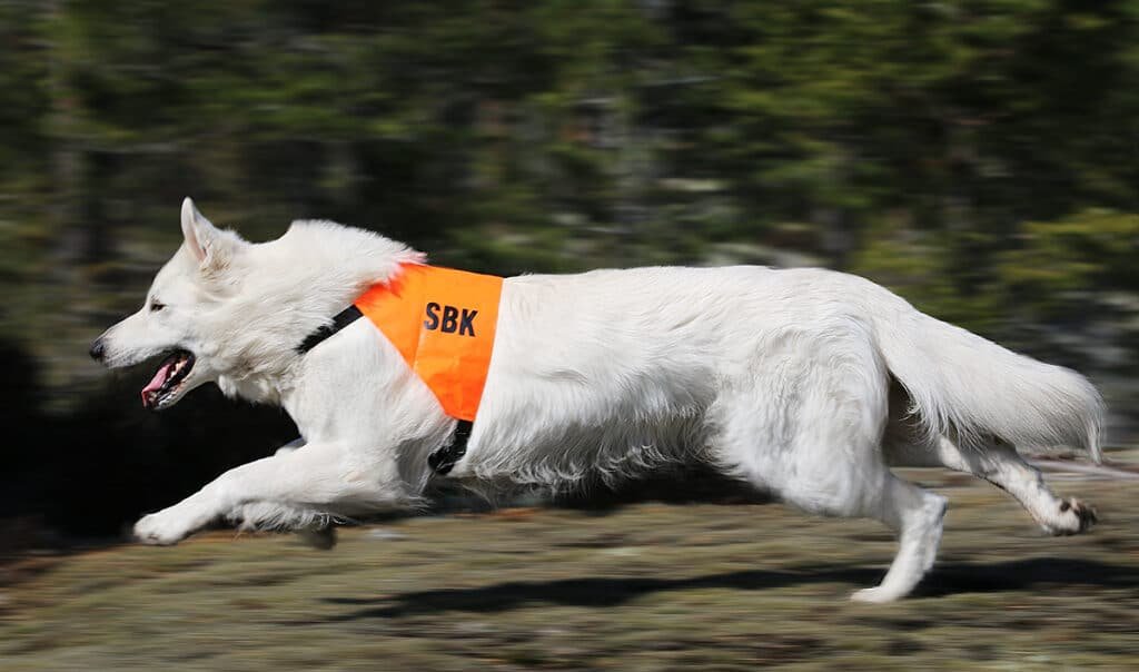 Berger Blanc Suisse en pleine course