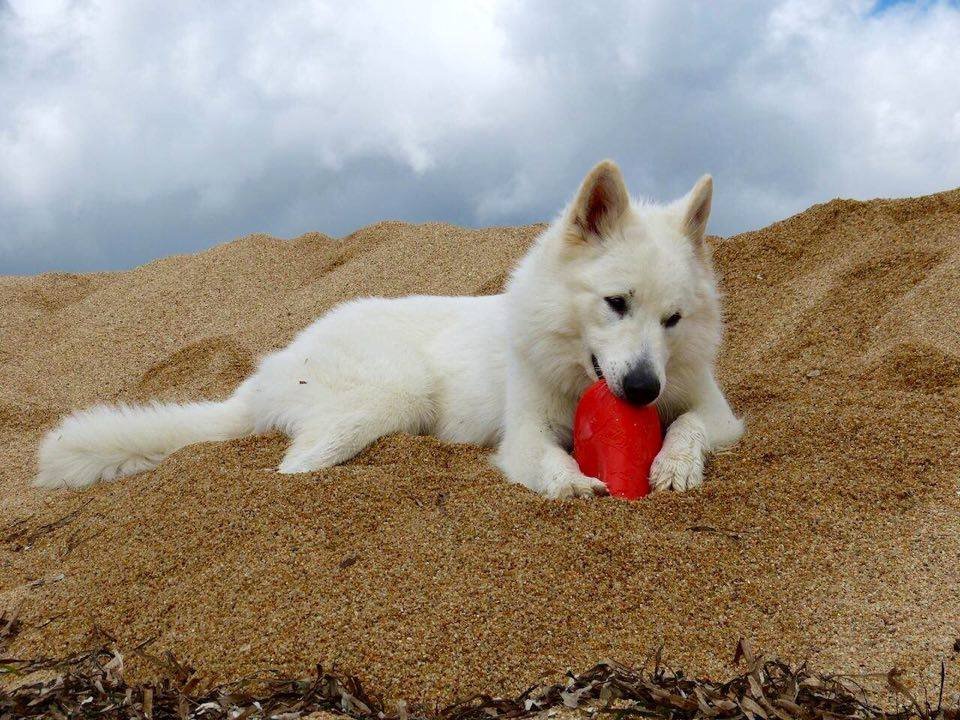 Berger Blanc Suisse couché dans les dunes avec un jouet