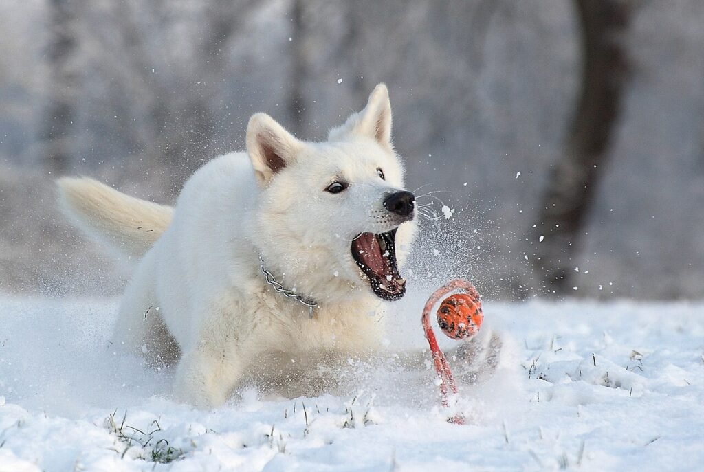 Berger Blanc Suisse jouant dans la neige