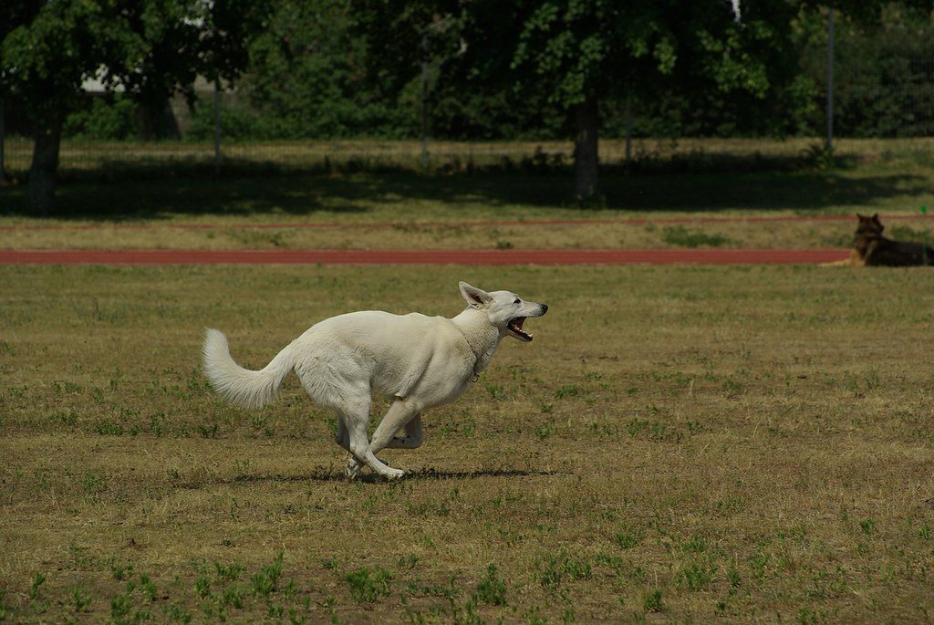 Berger blanc suisse en action