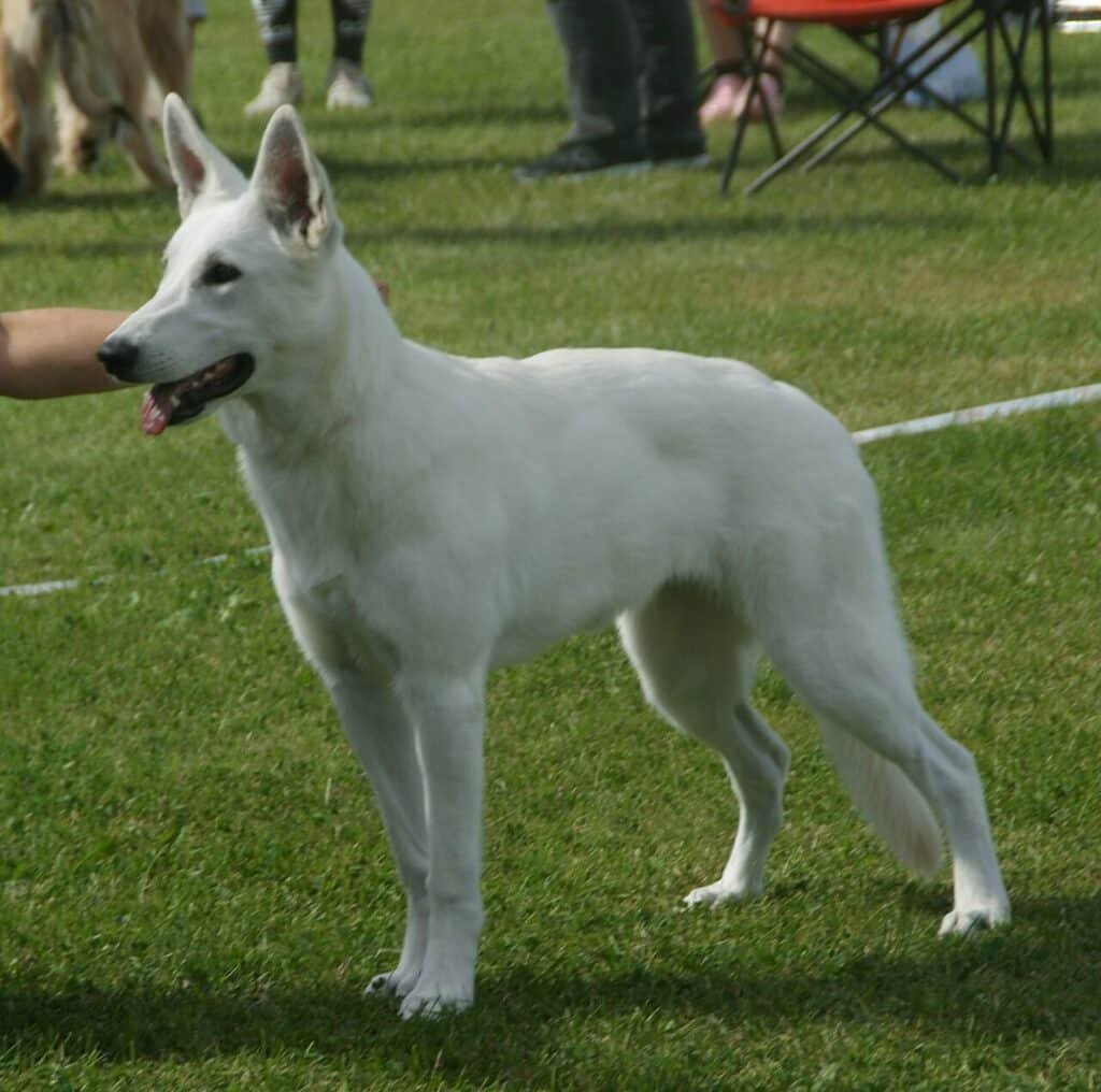 Un Berger blanc suisse