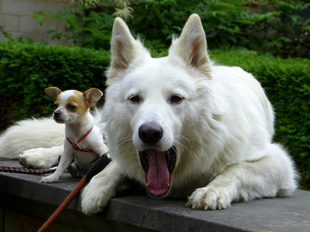 Un Berger blanc suisse