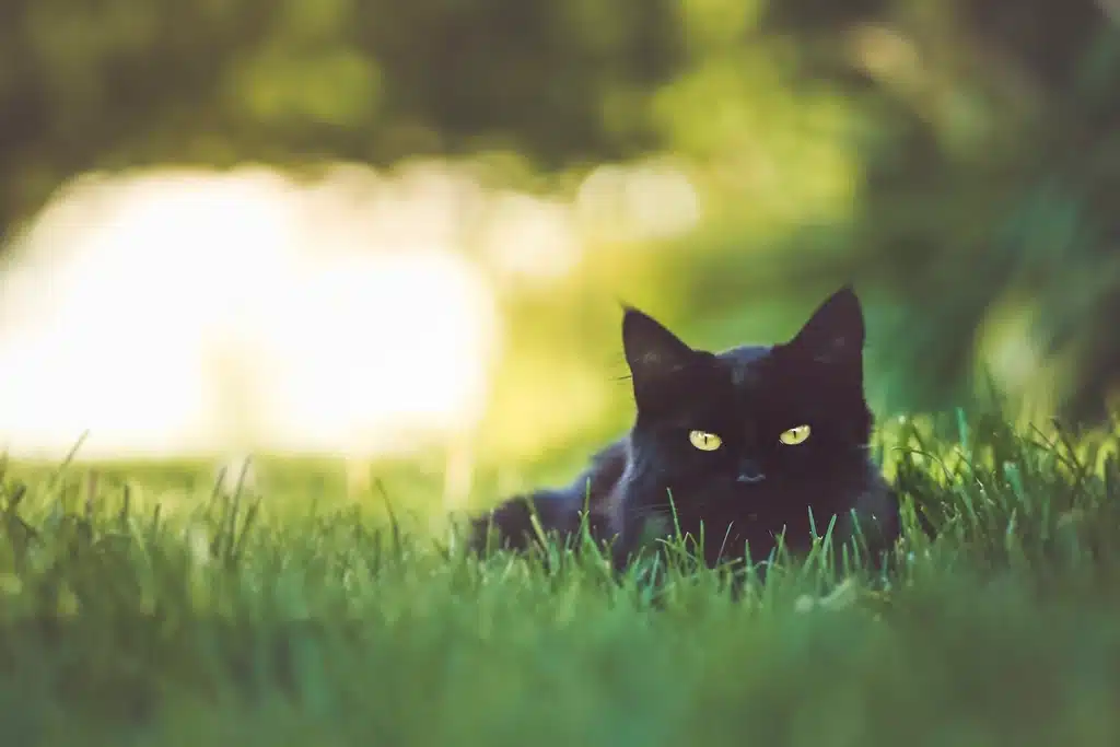 Un chat Bombay
