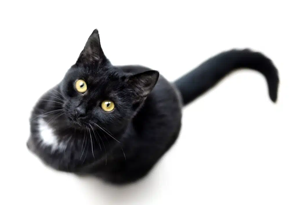 Un chat Bombay