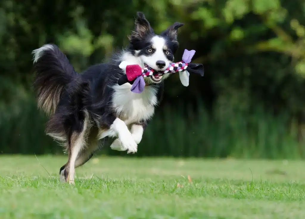 Un Border Collie