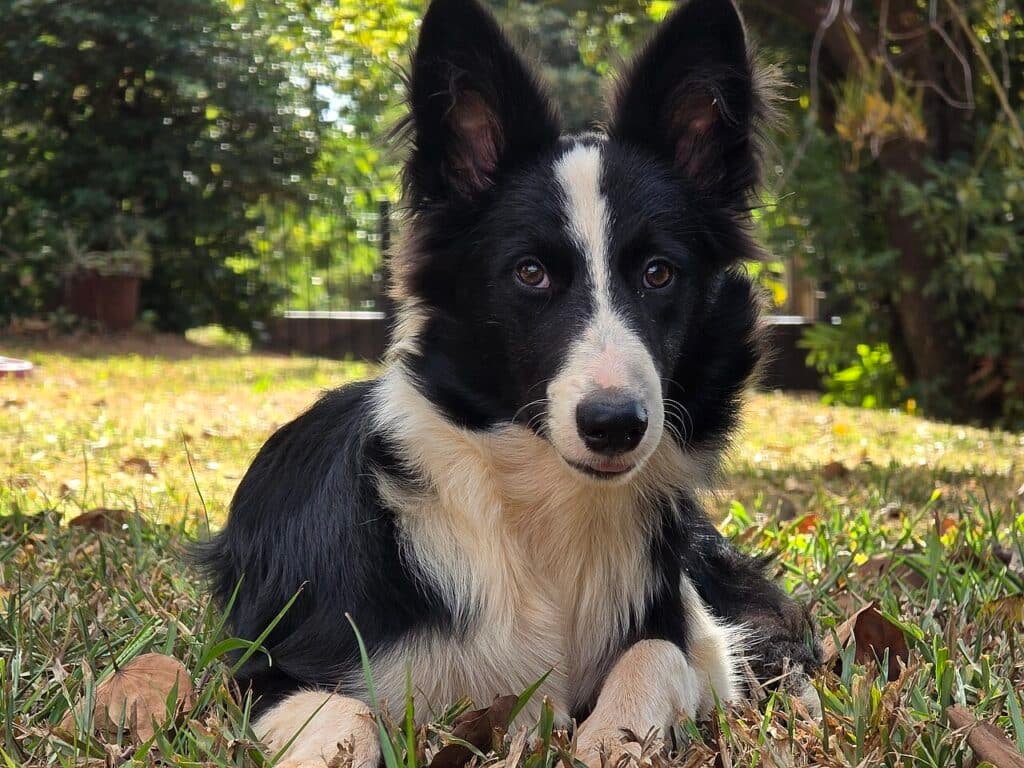 Un Border Collie