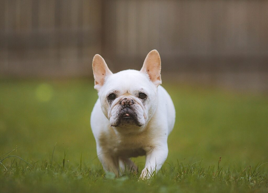 Bouledogue français en action