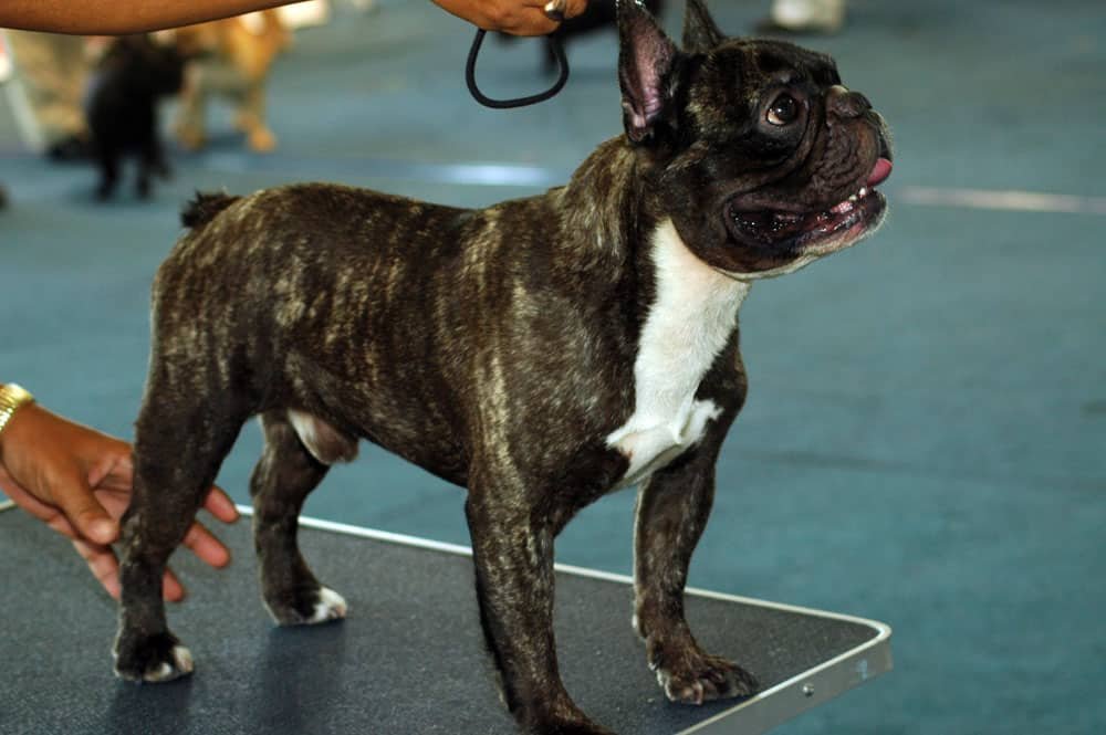 Un Bouledogue français