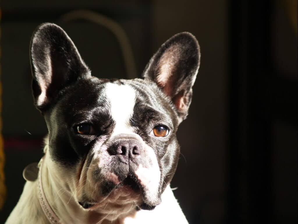 Un Bouledogue français