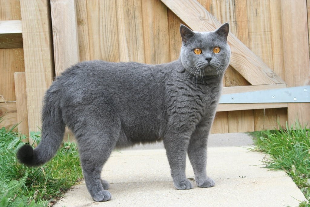 British Shorthair en plein jeu