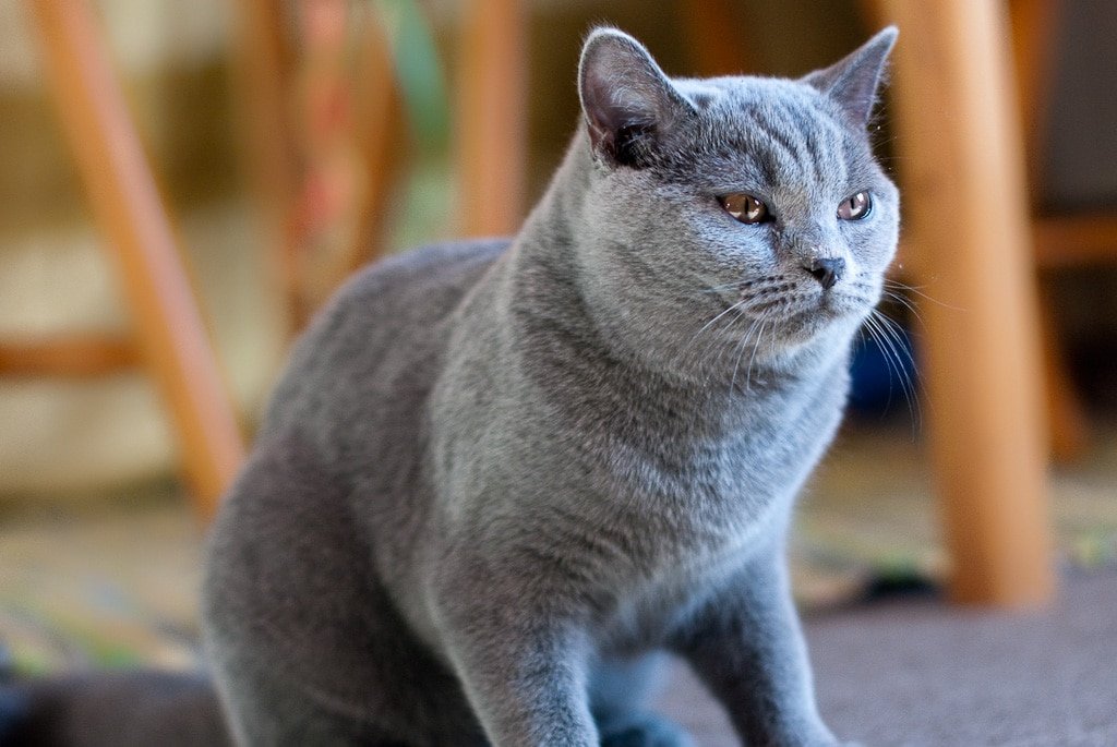 Un chat British Shorthair