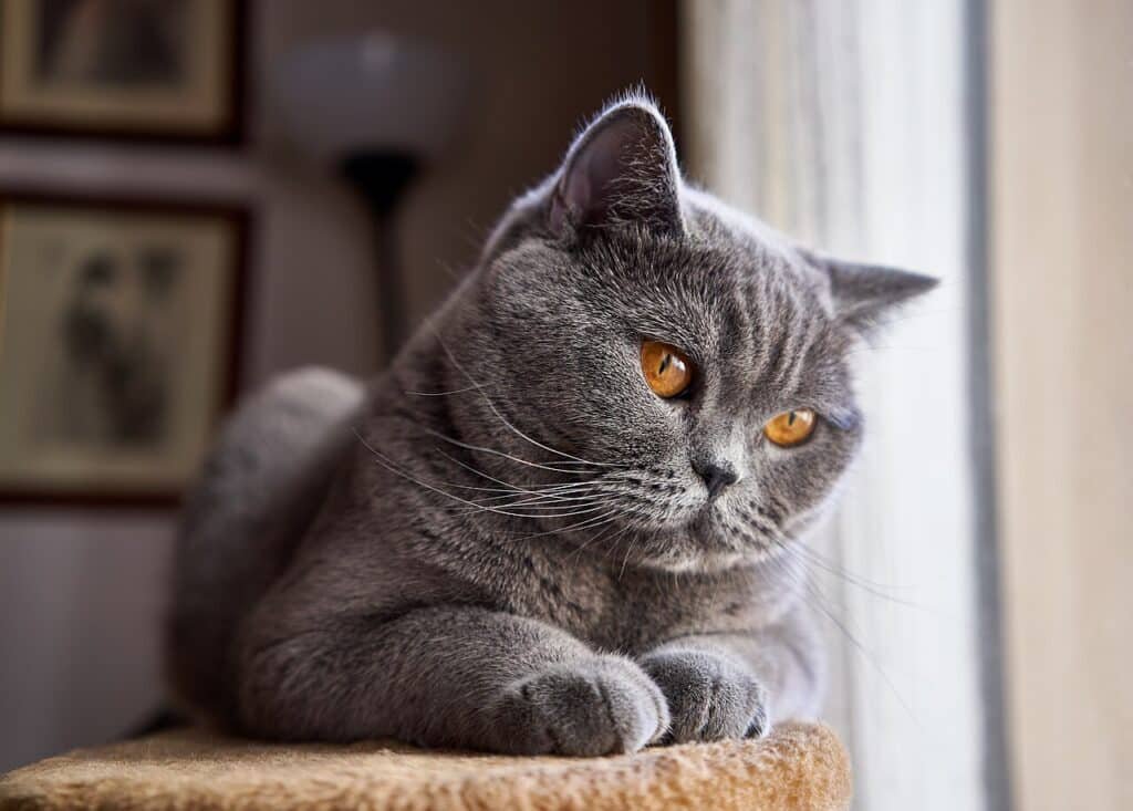 Un chat British Shorthair