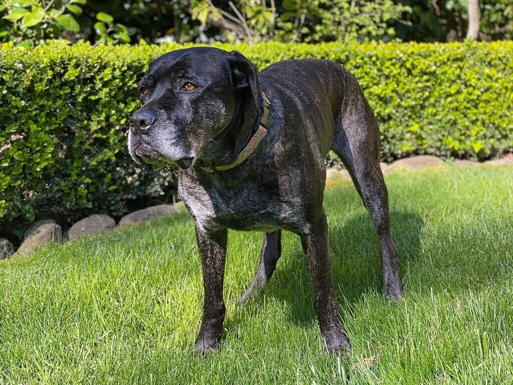 Cane Corso bringé au museau grisonnant dans un jardin