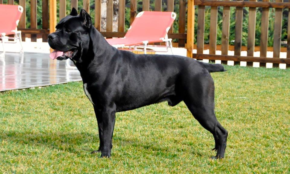 Cane Corso noir debout dans un jardin