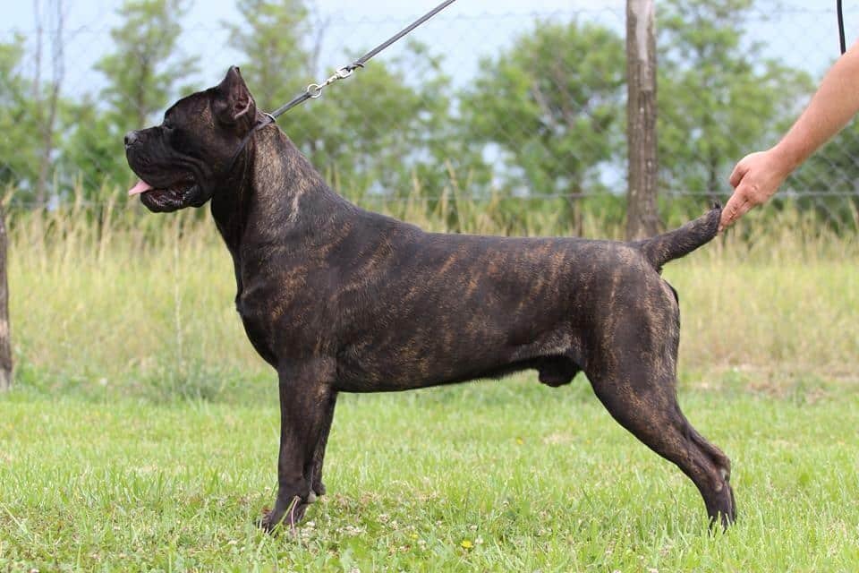 Un Cane Corso