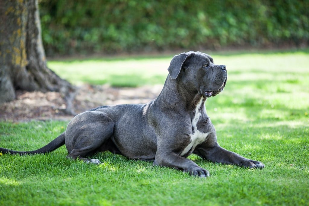 Un Cane Corso