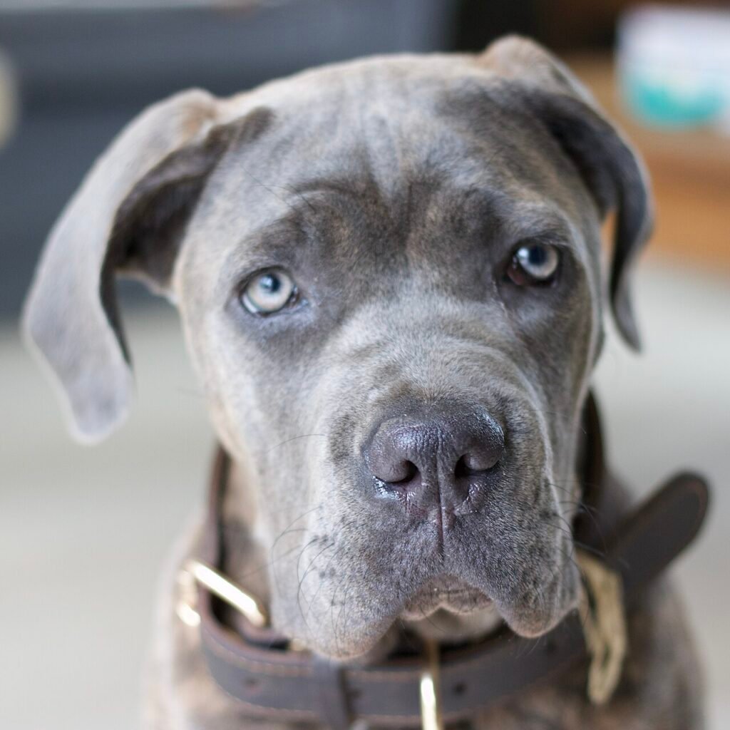 Un Cane Corso