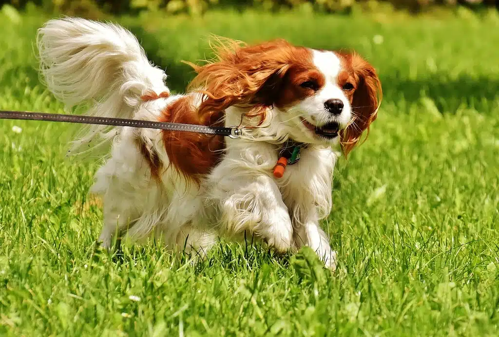 Cavalier King Charles en action