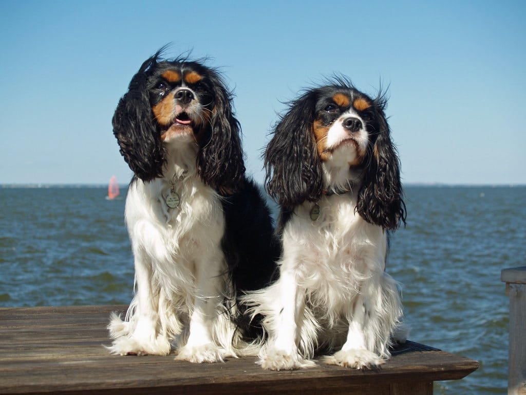 Un Cavalier King Charles