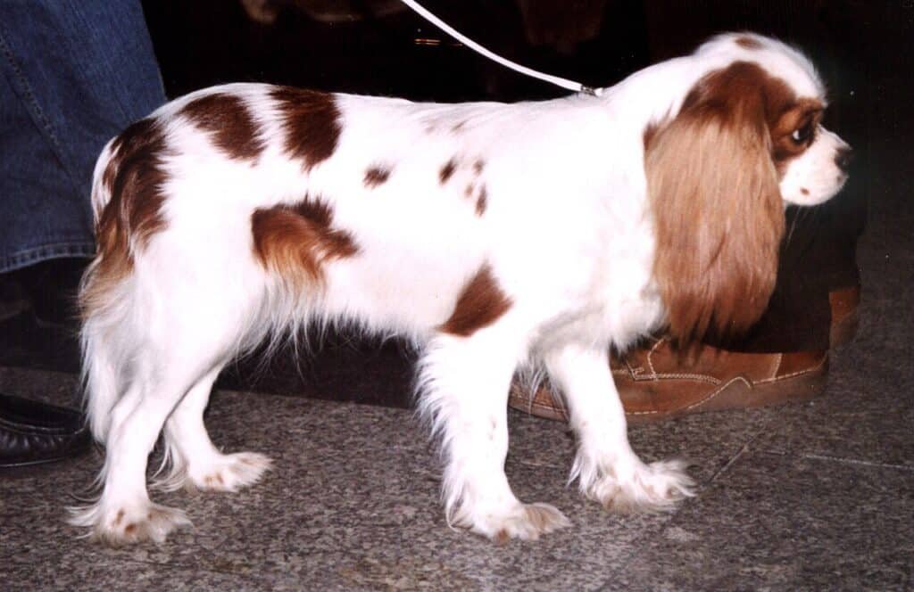 Un Cavalier King Charles