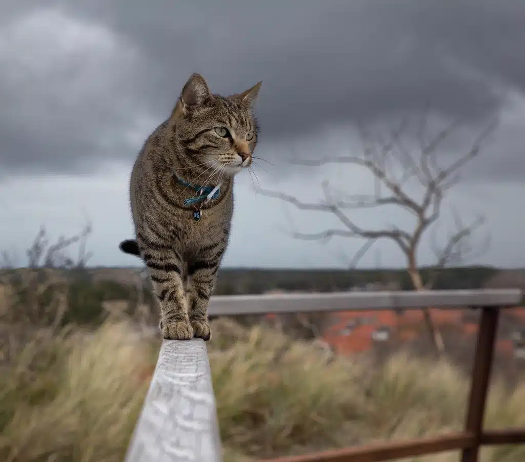 Chat européen en plein jeu