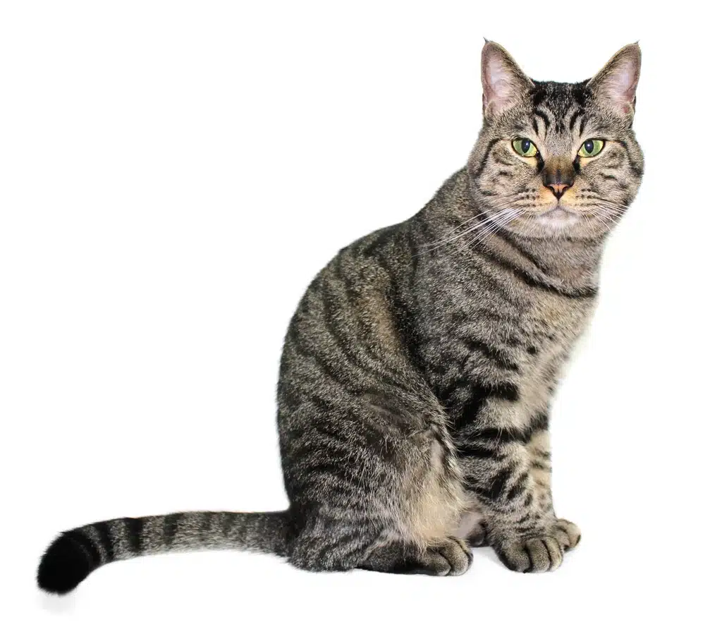 Un chat Chat européen