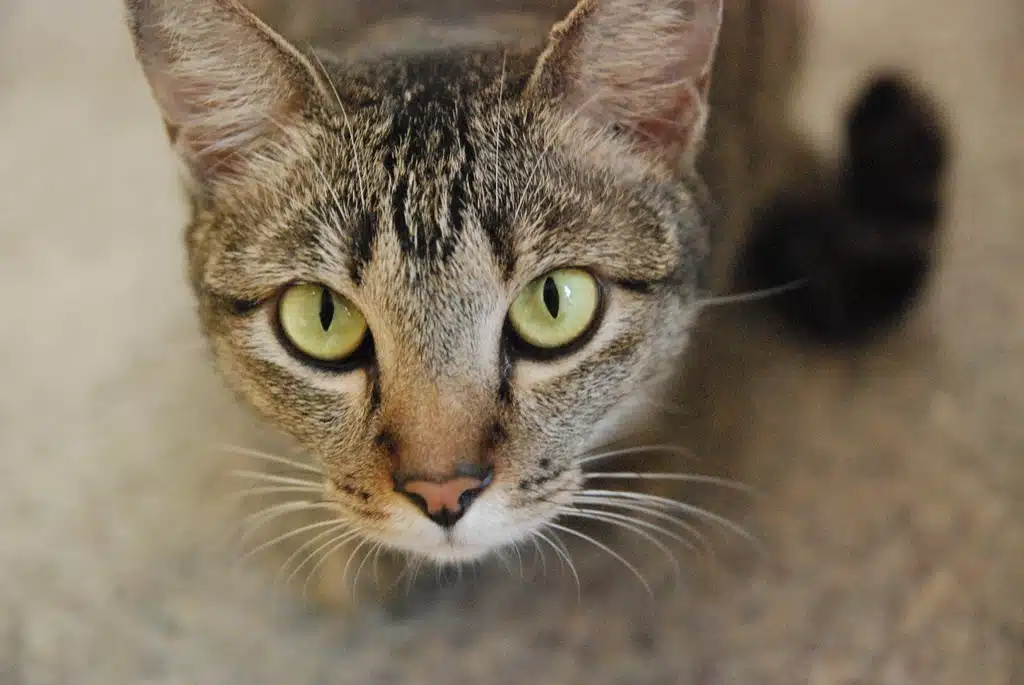 Un chat Chat européen