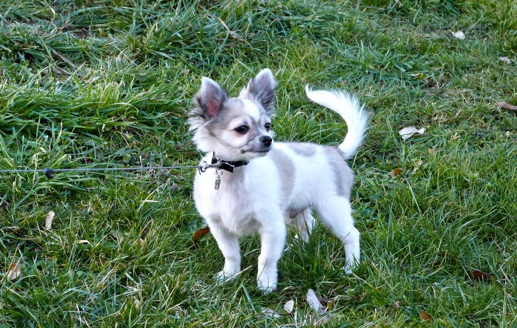 Chihuahua en action