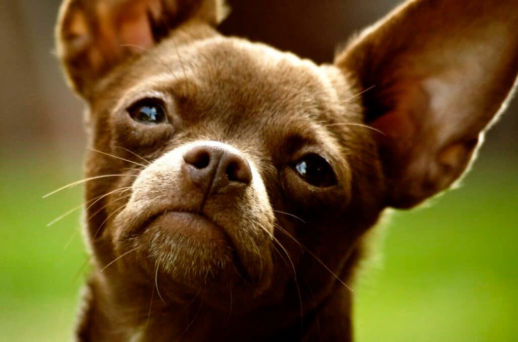 Un Chihuahua