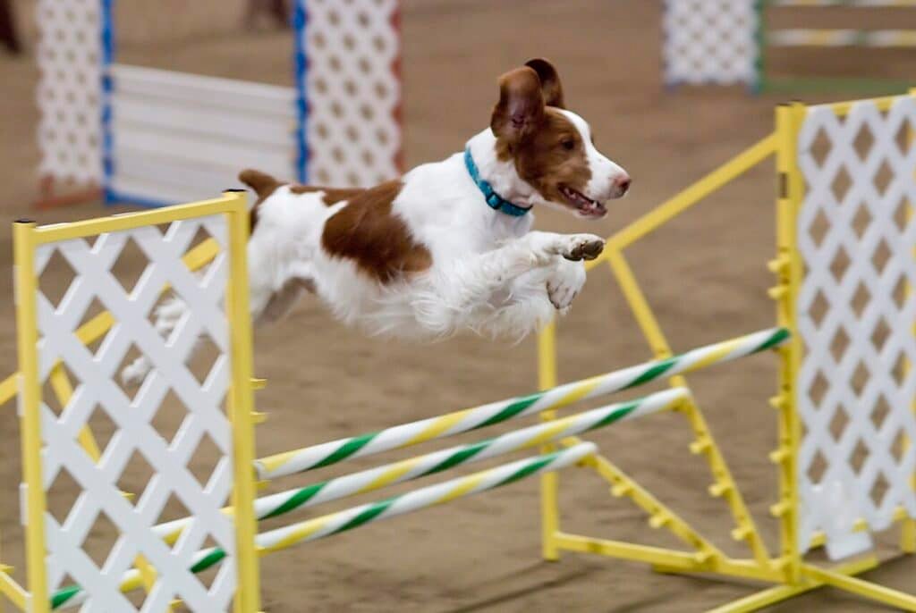 Épagneul Breton sautant une haie d'agility