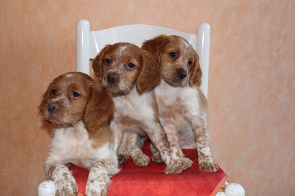 Trois chiots Épagneul Breton sur une chaise