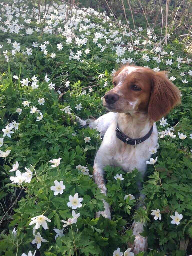 Épagneul Breton orange et blanc dans des fleurs
