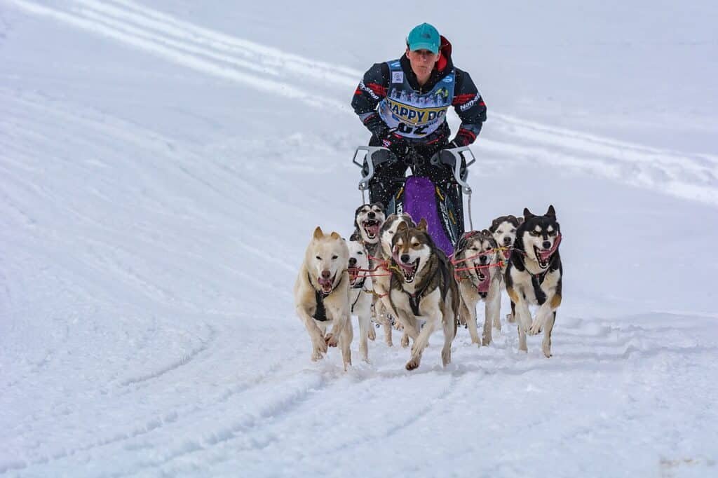 Attelage de Huskies Sibériens en course de traßneau