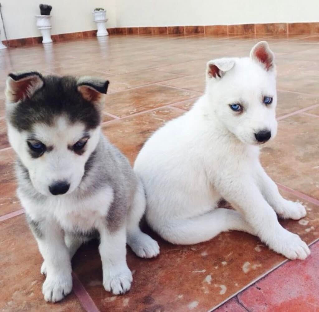Deux chiots Husky Sibérien assis