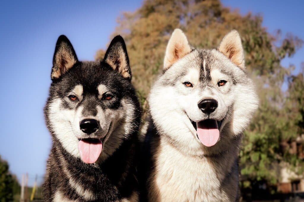 Deux Huskies Sibériens, robe noire et blanche et robe grise et blanche