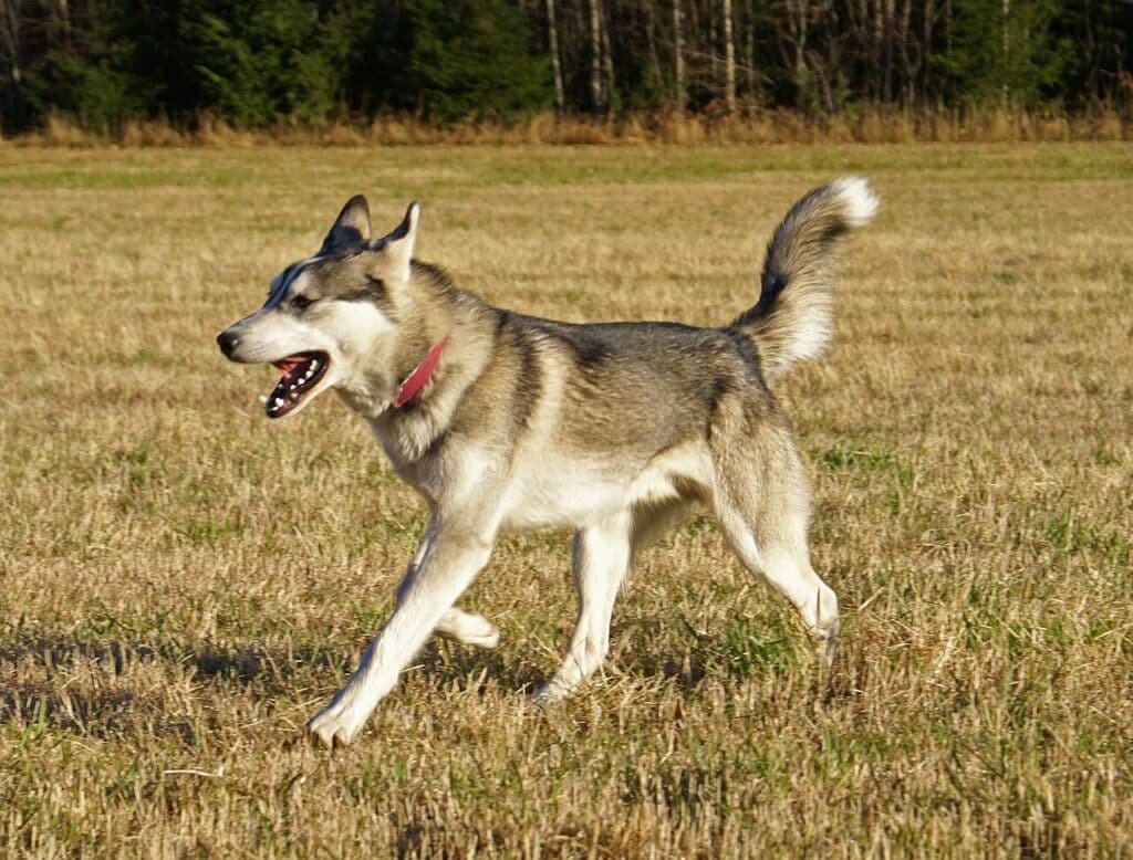 Husky sibérien en action