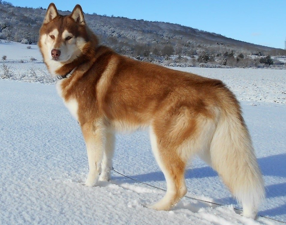 Un Husky sibérien