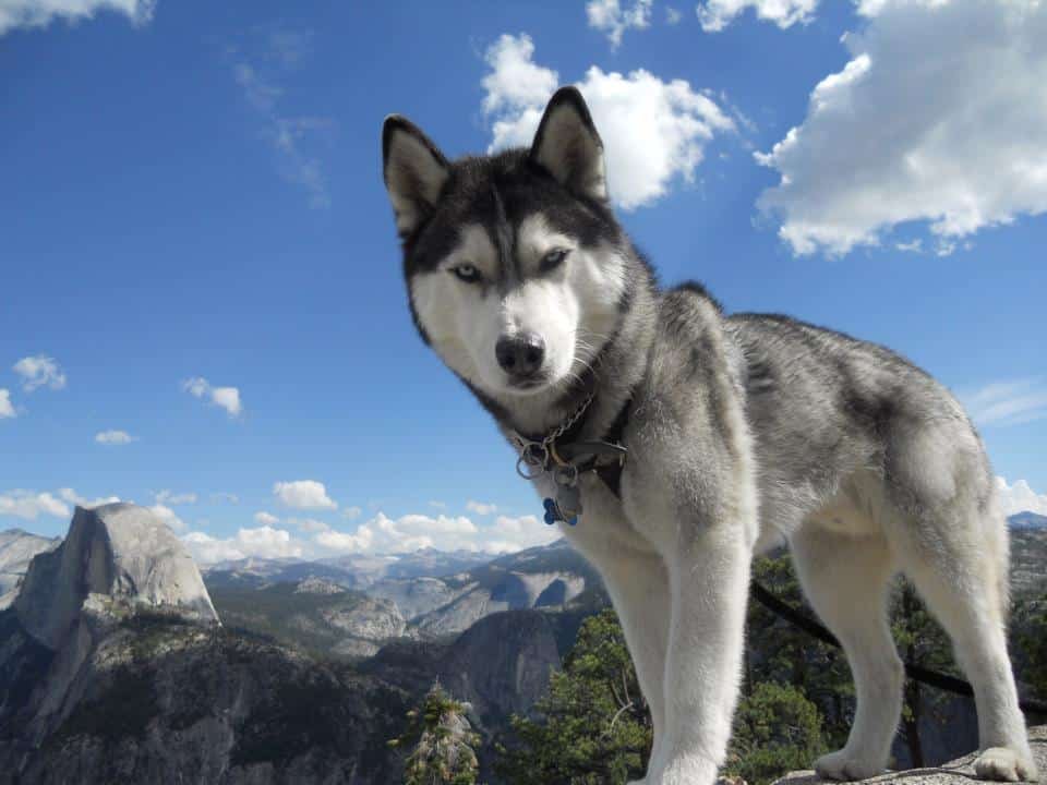 Husky Sibérien aux yeux bleus en montagne