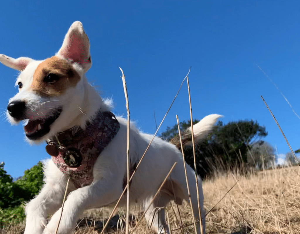 Un Jack Russell