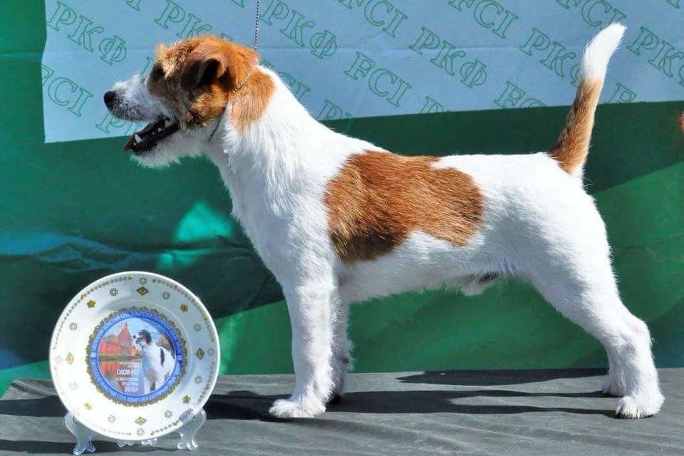 Jack Russell Ă poil lisse blanc et fauve en exposition
