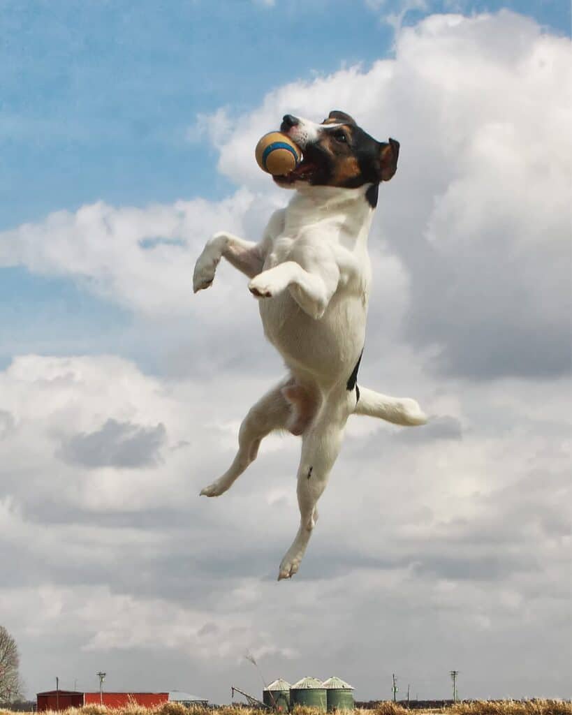 Jack Russell sautant pour attraper une balle