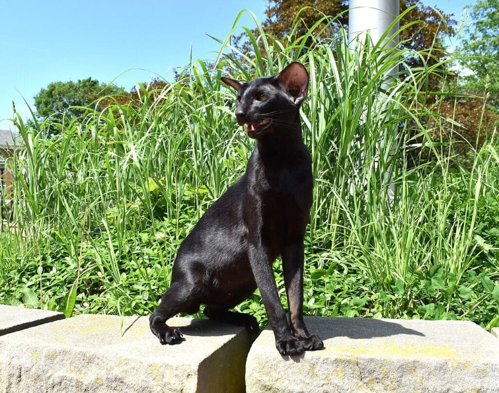 Un chat Oriental