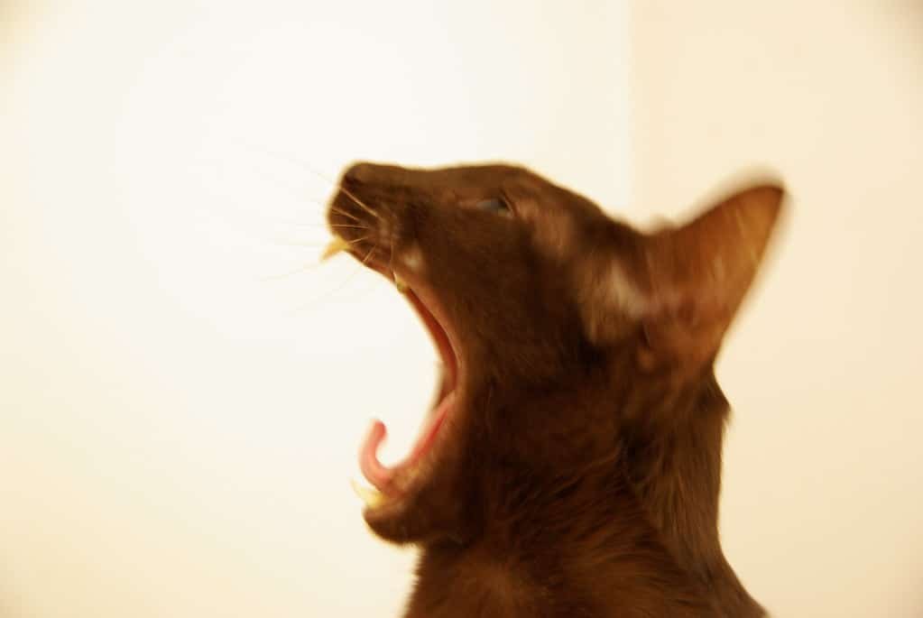 Un chat Oriental